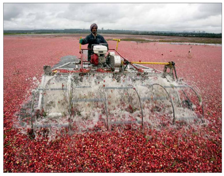 Long and Delicious History of Cranberries in Canada Glimpses of